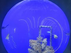 -江和美海洋公园