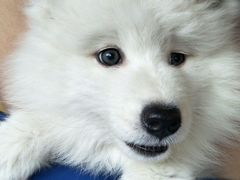 -芭比堂动物医院·犬猫全科·异宠专科(雁塔分院)