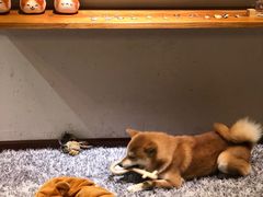 -柴务处·柴犬主题狗咖