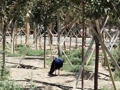 -新疆天山野生动物园