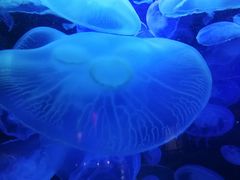 -太平洋海底世界