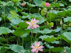 -荔湾湖公园
