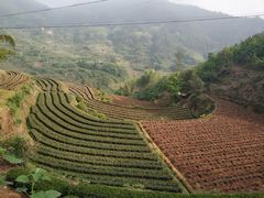 -杨家堂村
