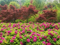 -洛阳市隋唐城遗址植物园