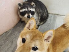 -浣熊柯尔鸭土拨鼠·电玩咖