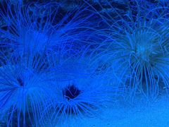 -北戴河圣蓝海洋公园