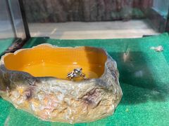 -酷以爬仙阁实体爬宠店·守宫·蜥蜴·专业繁育