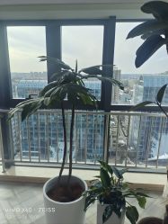 -HEYAN荷妍专业脱毛连锁机构