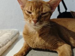 -琪喵猫屋·撸猫猫咖·猫舍