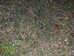 -杨高南路(地铁站)