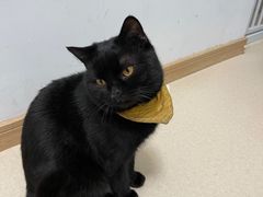 -猫在这儿猫咪咖啡馆·撸猫馆