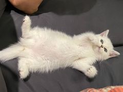 -四月宠物医院·猫专科·心脏专科·内科(转塘店)
