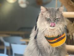 -豆逗聊愈猫阁Easy Life