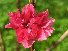 -桃花涧