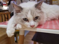 -滚猫咖啡·猫咖·猫友好撸猫(未来城店)