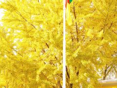 -三里屯东五街银杏大道