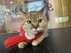 -车接车送·寄养洗护·德文猫舍(大宁店)