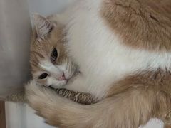 -是阿柴呀！柴犬咖啡·爱喵喵猫咖