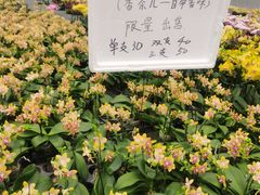 -万顷园艺世界
