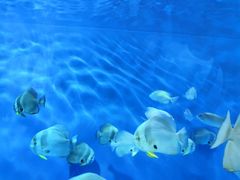 -北戴河圣蓝海洋公园