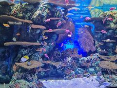 -上海海洋水族馆-停车场