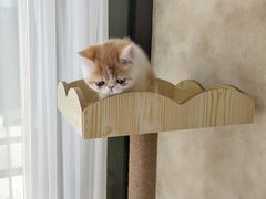 -宠爱国际动物医院· 猫科· 外科·中兽医(长白店)