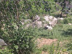 -石家庄市动物园