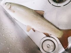 -老字号怡玺·藿香雅鱼(20年雅安店)