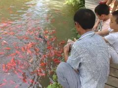 -合肥滨湖国家森林公园