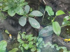 -上海大自然野生昆虫馆(东方明珠·爬宠昆虫探索中心)