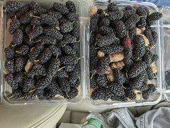 -南京小时候桑葚采摘园