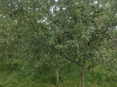 -汉长安城未央宫国家考古遗址公园