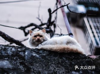 以前在宾馆一侧的围墙上遇见过这孩子好多次,每当我小心