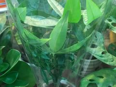 -双季花艺园艺市场(浦东店)
