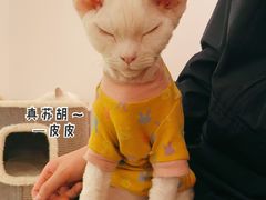 -猫腻·猫咖·撸猫馆(星光大道店)