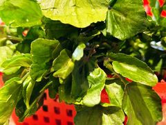 原汁原味西洋菜-老东风菜馆·潮汕大排档