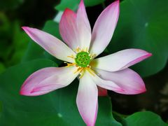 -广州莲花山旅游区