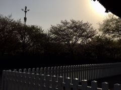 -东湖磨山景区樱花园-停车场