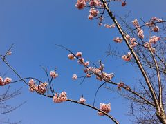 -自然谷恐龙园