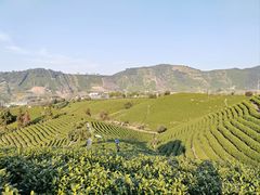 -帐篷客·溪龙茶谷度假酒店