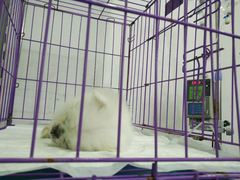-伟伟宠物医院·CT影像中心·瑞派犬猫综合性门诊(汉口总院)