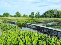 -泗洪洪泽湖湿地景区