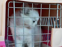 -欧奕国际动物医院