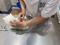 -瑞派名望志远动物医院·猫科·內科·异宠专科(直港大道店)