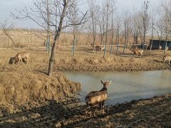 -泗洪洪泽湖湿地景区