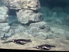 -西安曲江海洋极地公园