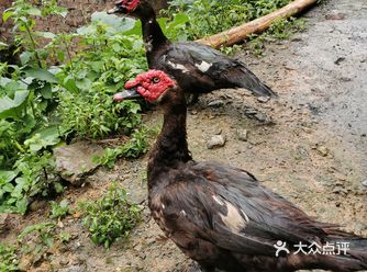 来到大利侗寨的第一顿晚餐是十八安排我们在村民家吃的简