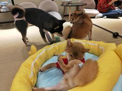 -逗柴咖啡屋·狗咖猫咖宠物桌游
