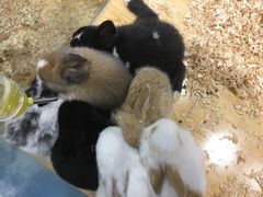 -龟与熊猫宠物公园(南坪店)