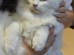 -瞄一喵猫咖(格力海岸店)